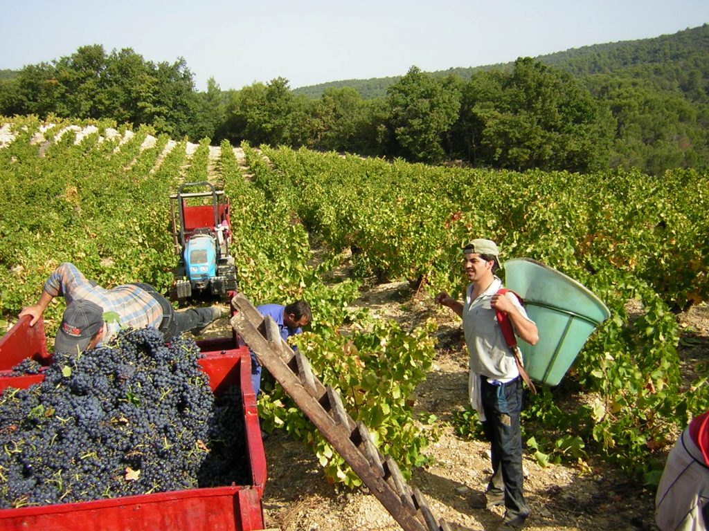 Vendanges 2004