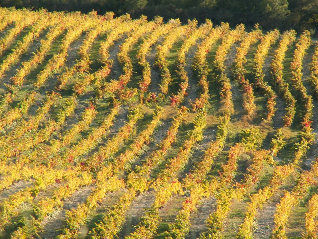 vendanges 2008_66 Gigondas Pierre Amadieu