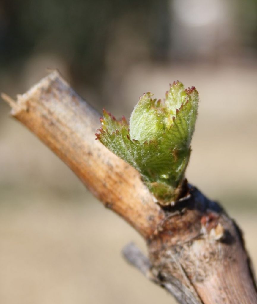 Vigne printemps IMG_3547_2 gigondas