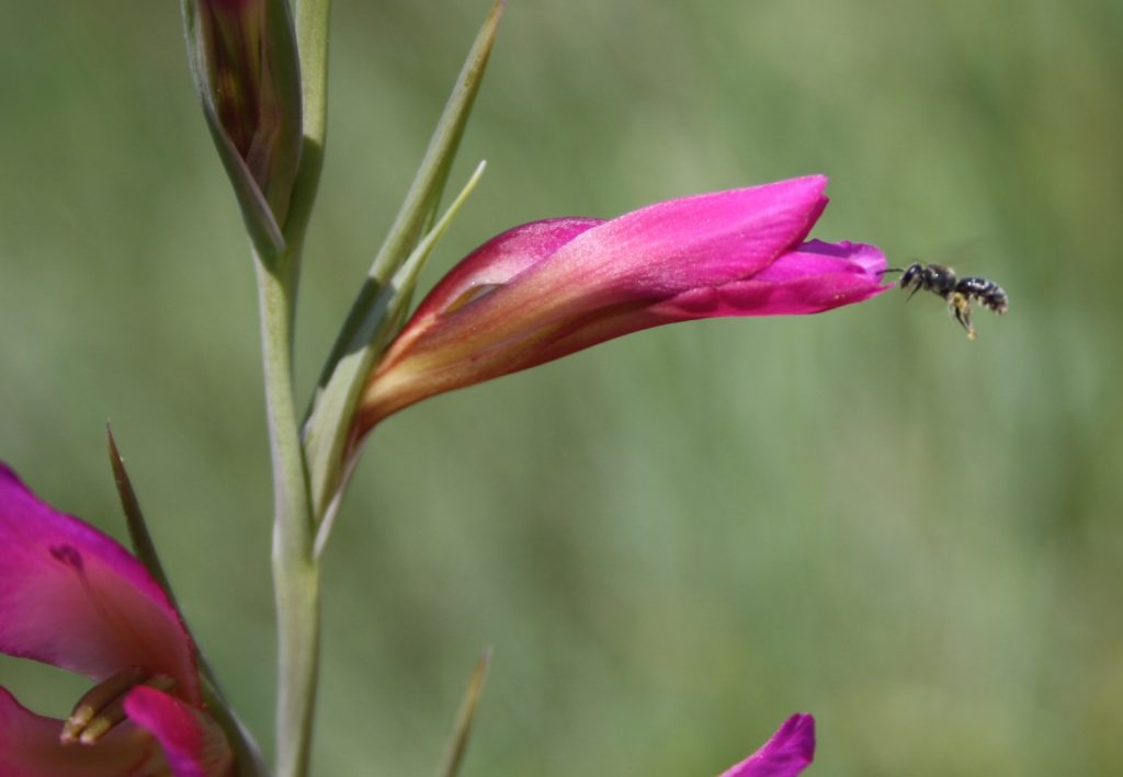 Glaieul biodiversité