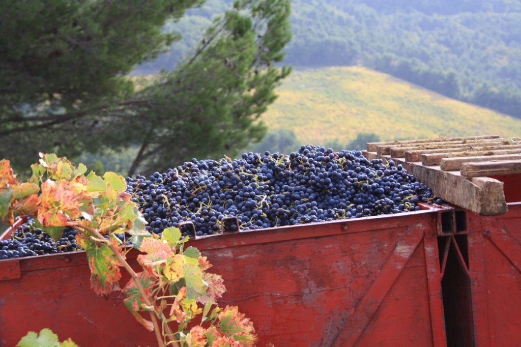 Vendanges 2013 IMG_8855 gigondas