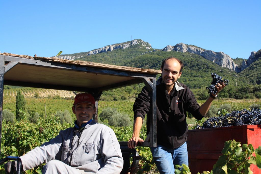 Vendanges 2015 IMG_7926 Gigondas