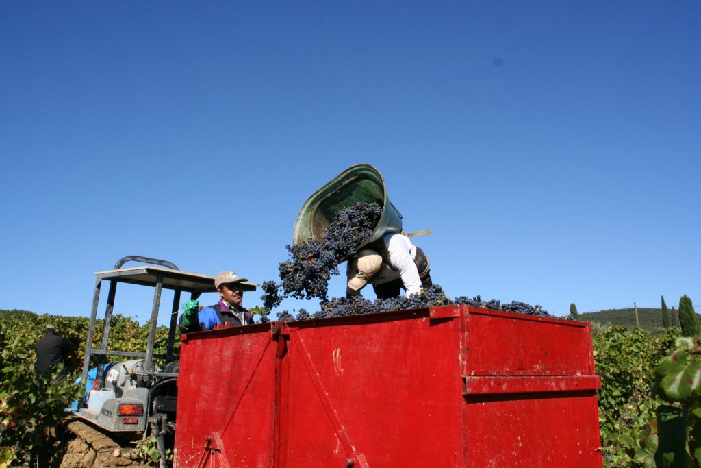 Vendanges 2006