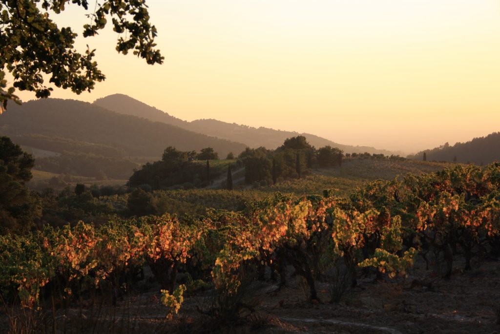 Vendanges paysage 2011 Romane Gigondas