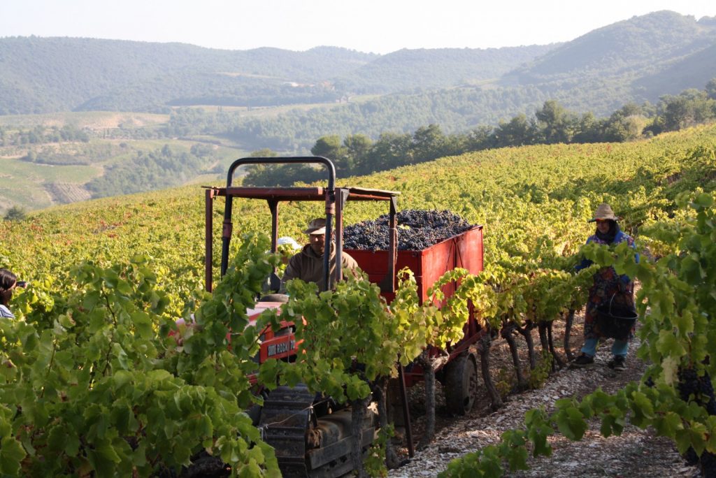 Vendanges 2011 Gigondas Pierre Amadieu