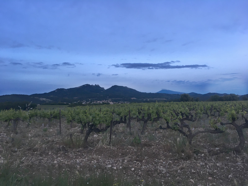 Vacqueyras Red Wine from the Rhône Valley - Pierre Amadieu