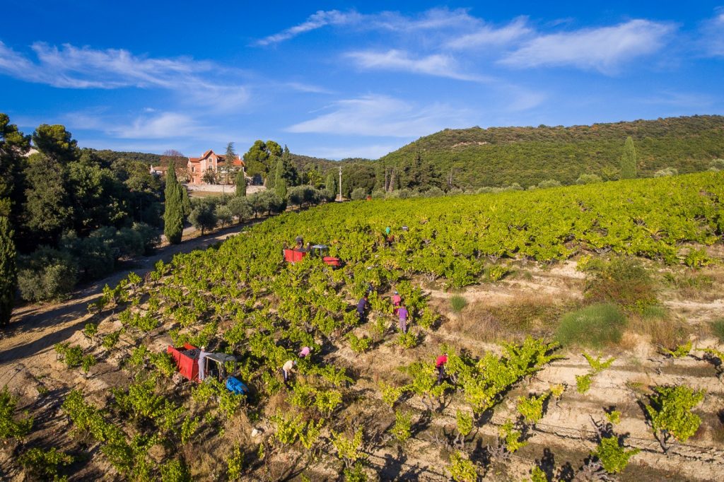 Vendanges 2017 DJI_0167 Gigondas