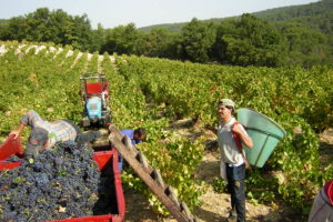 Vendanges 2004