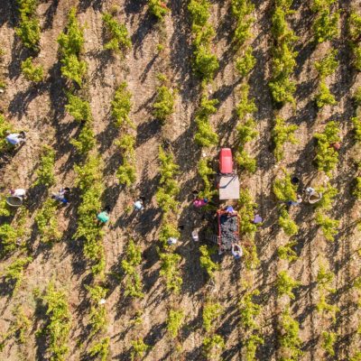 Vendanges 2016