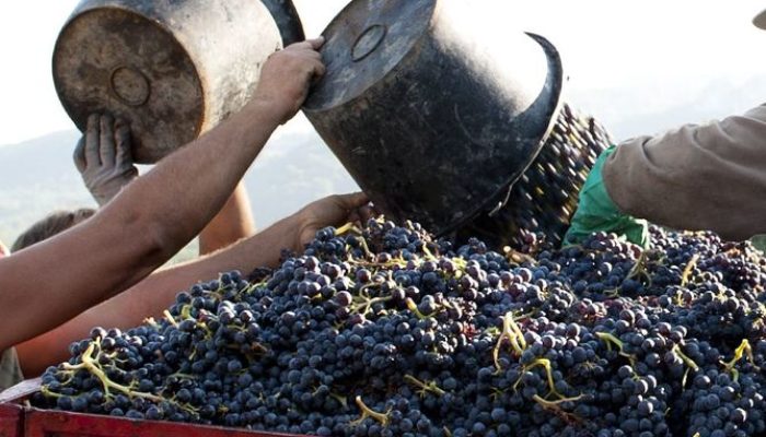 vendanges 2012 __15 gigondas